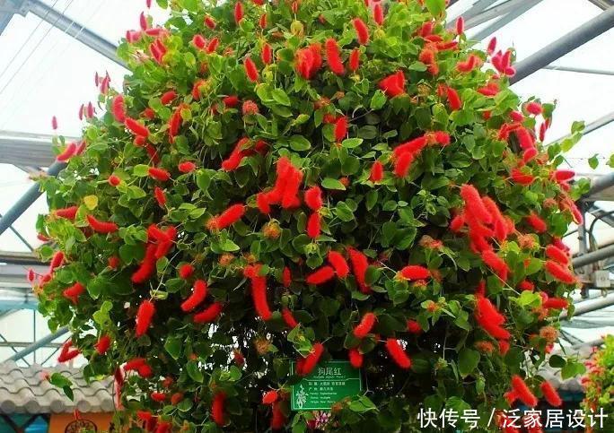 养花位置不够了？养这“6种”可以吊起来养的花，好看又不占地方