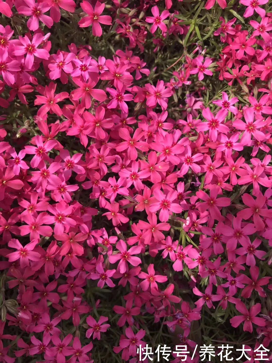  这4种花颜值虽然高，但是味道却很“臭”，真是让人又爱又恨