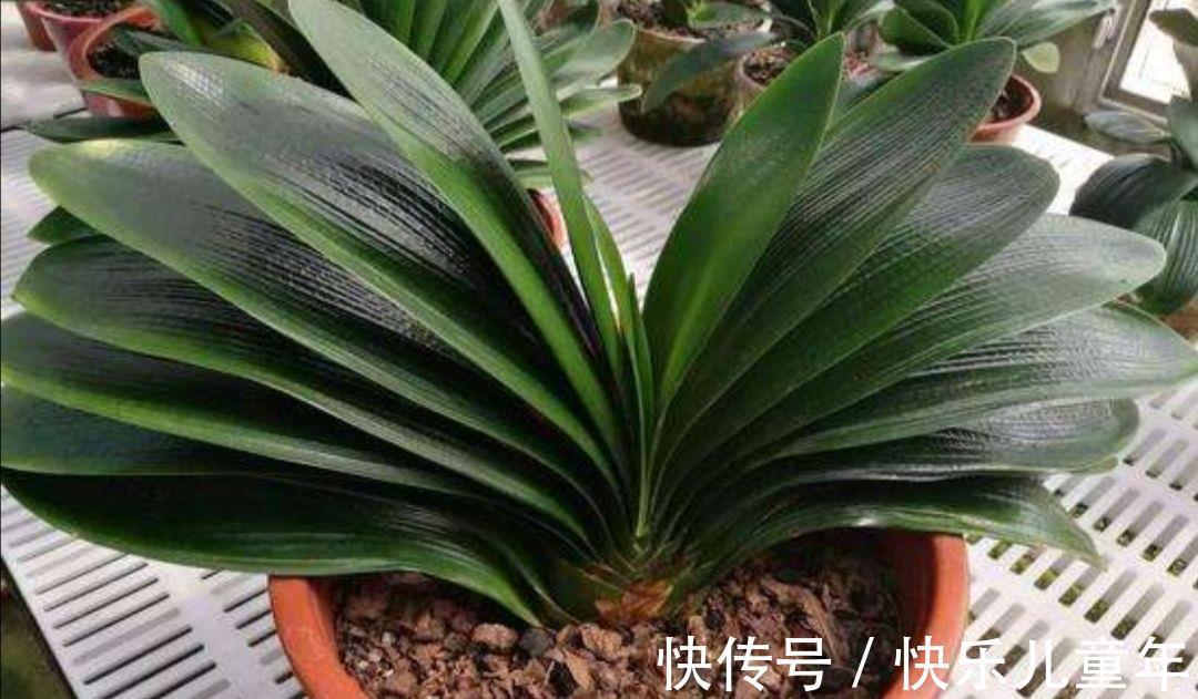 养花,香蕉皮和葡萄柚皮,堆肥来保持植物的根和叶,效果很好