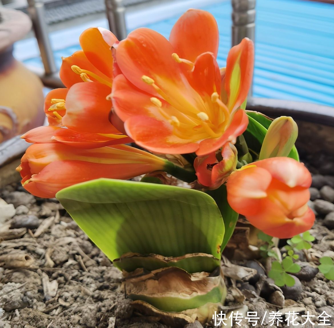 君子兰开完，会有3个“后遗症”，一定要重视