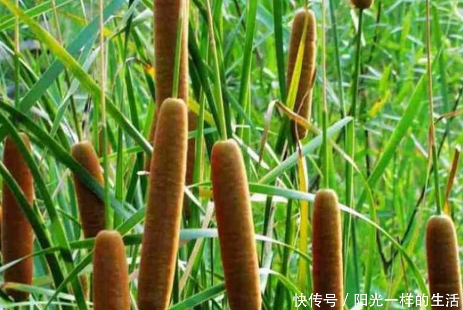 长在水里的香肠,有很强的药用价值,几十元一斤城里人抢着要