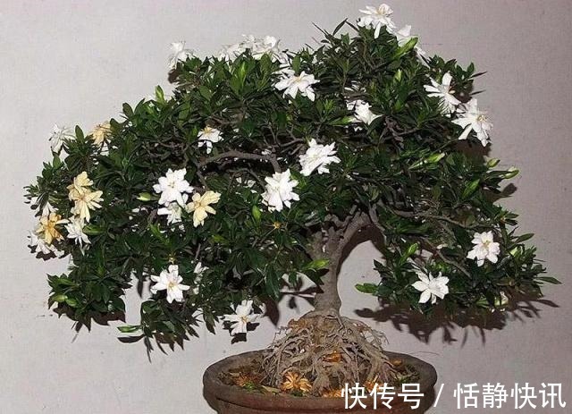 金雀花|这3种“盆景”个子虽小,却香飘十里,除螨抗菌,客厅最好养1盆!