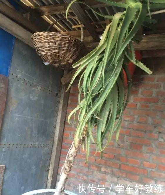 1米7的天竺葵，开花成瀑布，太震撼了！