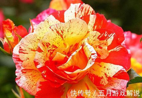 3款画家系列月季,你喜欢哪一款