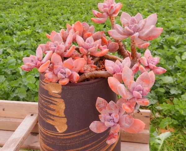 多肉姬胧月和冬美人如何选择?看看老花匠怎么说,你就知道了