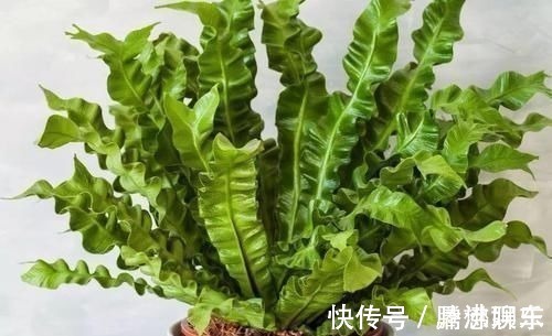 室内|17种适合生长在弱光处的室内植物,可以摆放在家里的任何角落