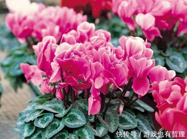 新买的仙客来,枝条老化,花苞脱落,怎么办