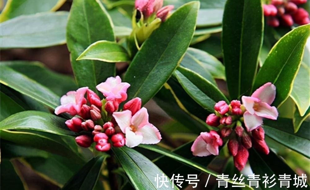 金边瑞香“越冷”开花越香浓,冬天做好4件事,满盆都是吉祥花