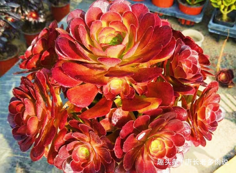 叶片|多肉荷兰玫瑰法师和韶秀法师都能长成玫瑰状,你喜欢哪个品种呢