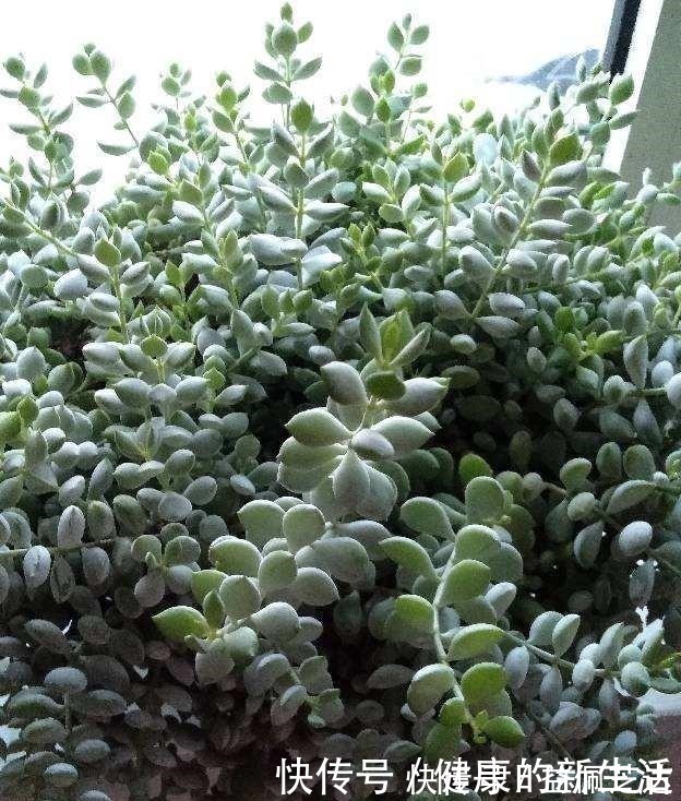 养护|春天养多肉，半个月就变成“胖墩子”，叶子又肥又圆！