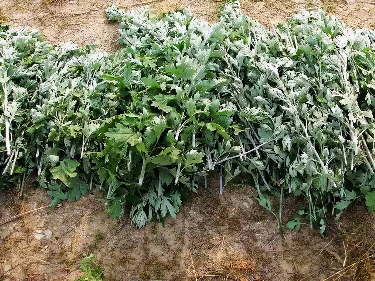 展览会|民国的时候,有一件少见的锡器,据说可以在盛夏的时候灭蚊子