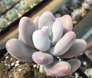 见过这么肥美的多肉吗团圆粉嫩惹人爱，一盆就击中你的心