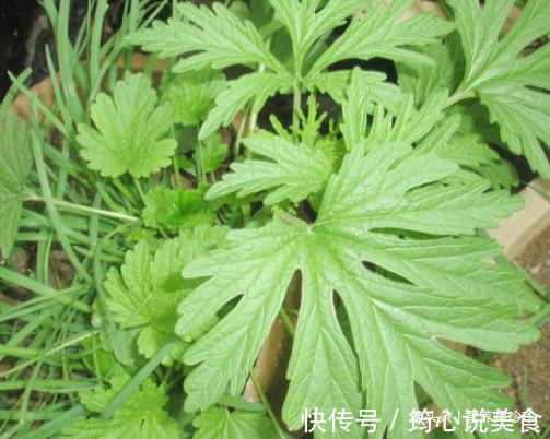 防病|2种特别适合女性种的菜,好吃又防病,女性常吃身体好,早知早好