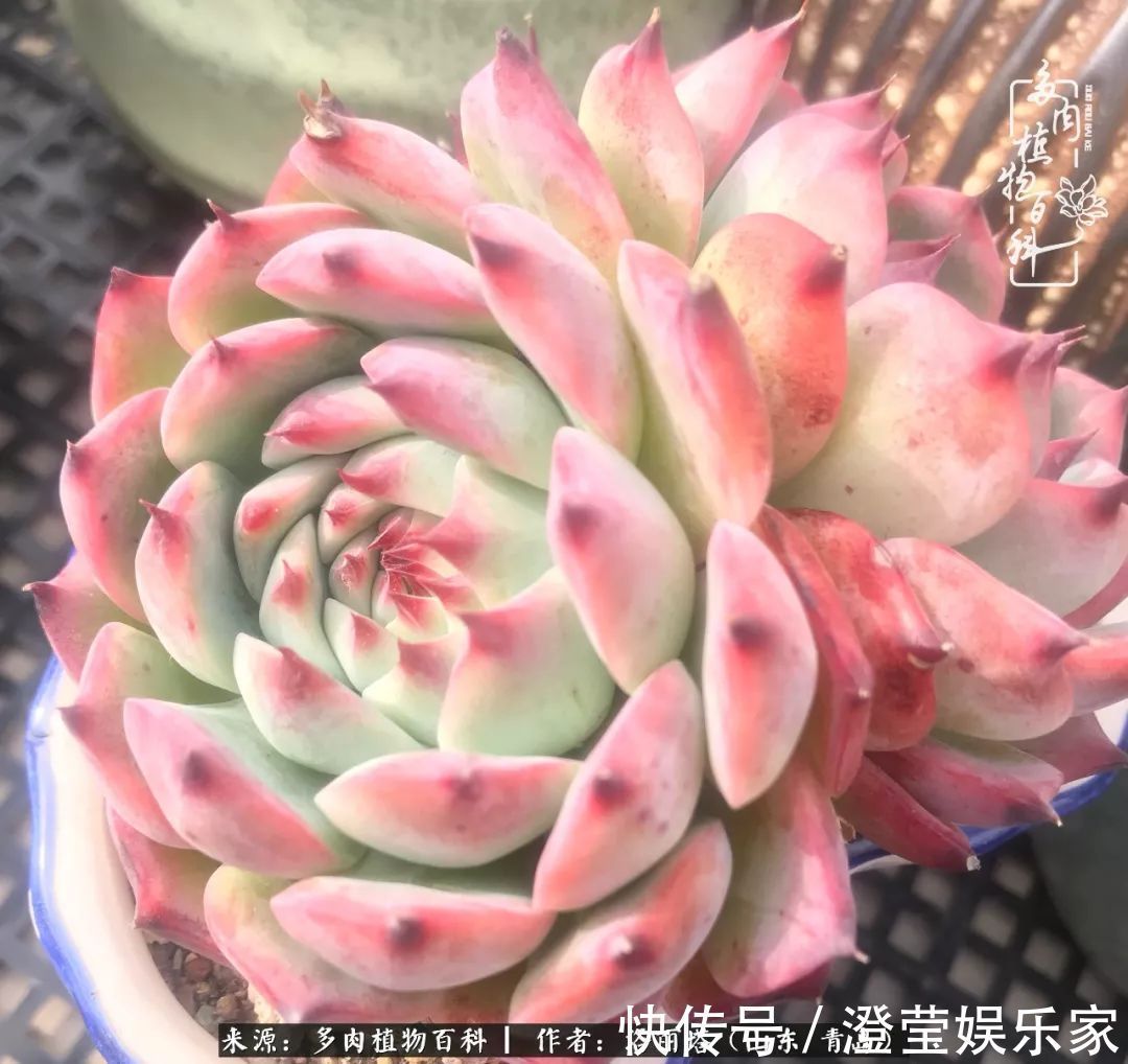 吉娃娃|我和我的“多肉恋人”,怎么样有没有惊艳到你!