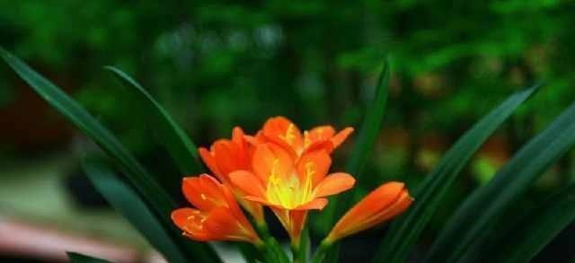 花匠严肃的说, 给君子兰这样洗个澡, 花苞蹭蹭长, 1年开花好几次！