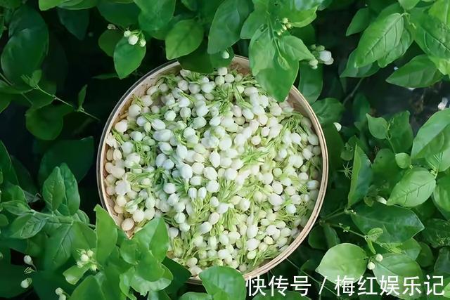 碰碰香|能“养人”的四种花，好养不怕热，可凉拌可泡茶，还能驱蚊子