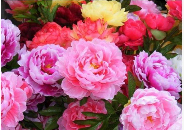 4种花好养又漂亮,随便一养成花海,鲜艳无比,开成百花园