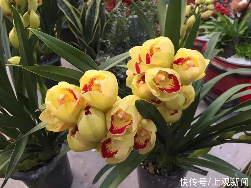 宝山人，新春“花样”可以准备起来啦→