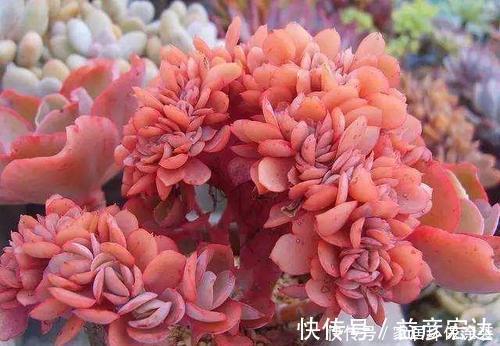 多肉植物出现3个症状,赶快换盆换土,催一圈侧芽,养成小老桩!