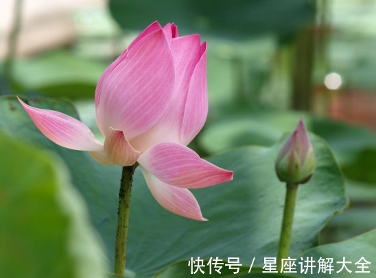 桃花|到了10月，4属相运势如虹，桃花旺盛，事业顺利，未来飞黄腾达