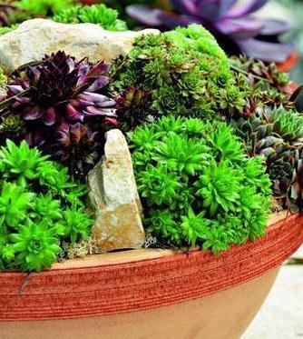 日常小瓶小罐做花器,搭配多肉也美得正好哟