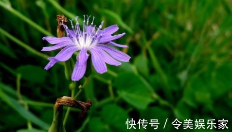 喂猪|农村一种常见野菜，曾经是用来喂猪的，其实城里一斤二十块