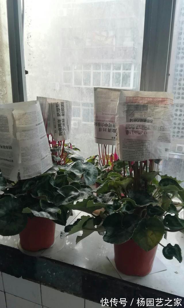 缓解|仙客来晒太阳容易倒伏,莫急,给它戴个帽子能缓解