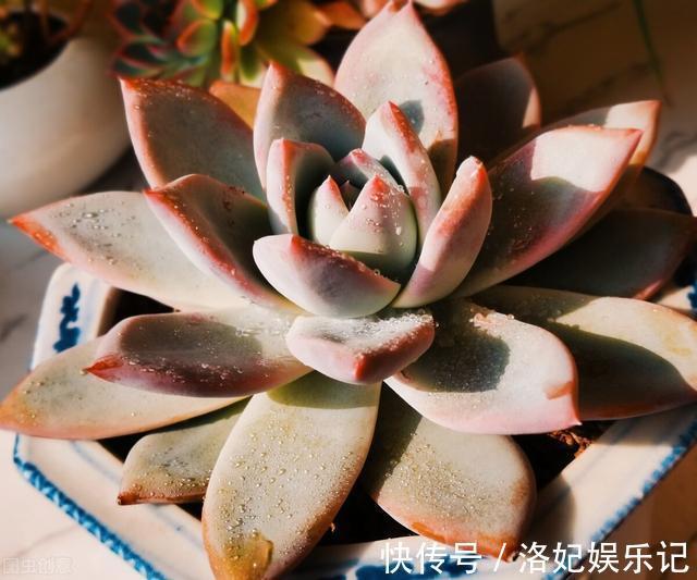 施肥|杨阿姨家的多肉15天浇一次生长水,3个月大变样,成就感满满