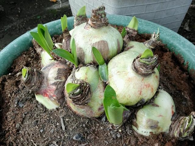 养花技巧这花不是一次性，开完别扔，还能再养7、8年