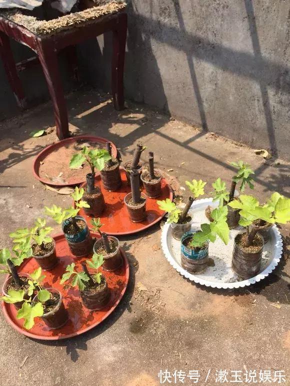 花友|这种水果枝条阳台一插，1年就挂果，果实太多压弯枝！