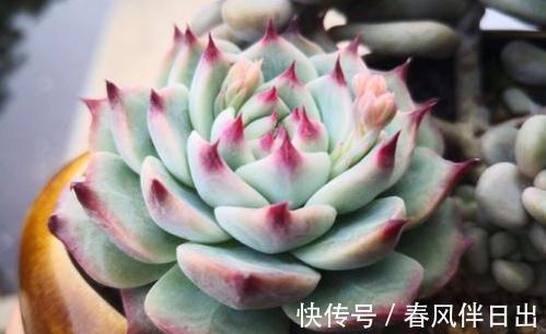 多肉植物|多肉吉娃娃叶片肥厚，叶尖红润似指尖，被誉为多肉里的杨贵妃