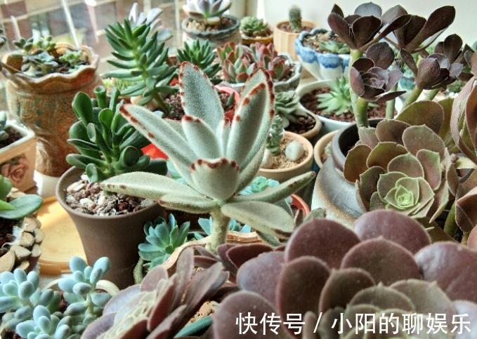 什么情况必须给多肉换盆换土