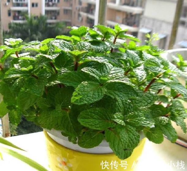 养成片|为什么薄荷值得养?价格低、成活率高,新人栽种轻松养成片