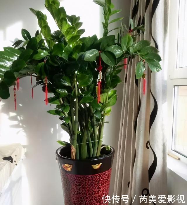金钱树有“3怕2不喜”,难怪越养越稀疏,从不长新芽