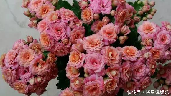 长寿花用上3个小技巧,提前1个月开爆盆,花开不断聚成球!