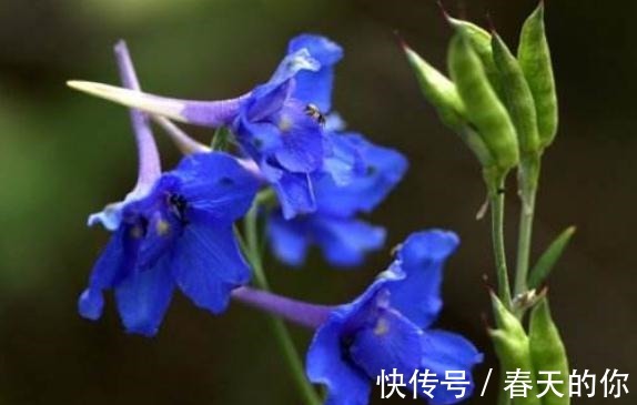 翠雀养家中,一点“垃圾”扔盆里,花朵似“鸟雀”,一开一大片