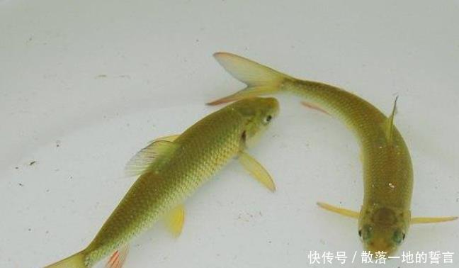 古代|中国四大名鱼,在古代都是皇帝的贡品,如今也是国宴必备佳肴!