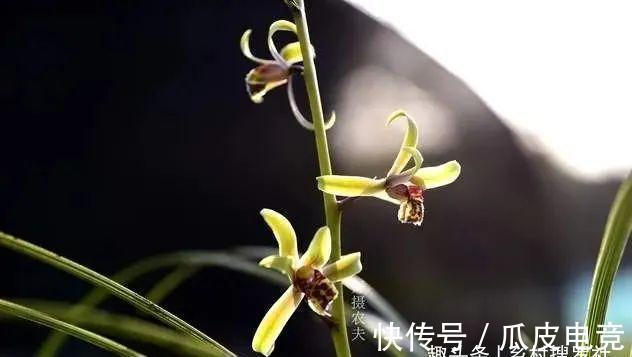 兰花香味不浓,香味不纯?用一个免费技巧,开花时邻居都能闻得到