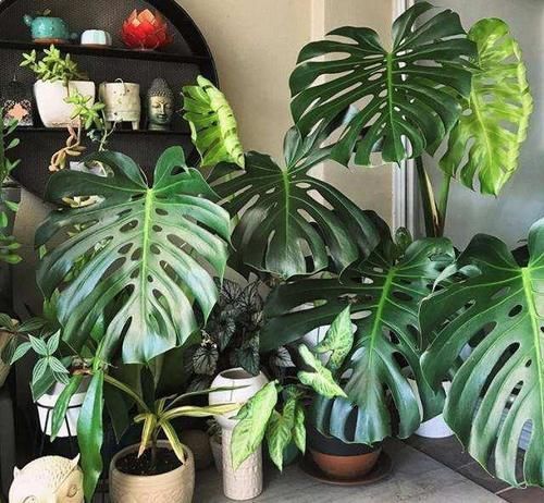 看看花友养了“10多年”的“龟背竹”,这是要上天?