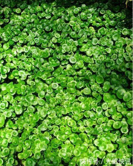 家庭养6种花“要当心”,容易出现“生物入侵”,天天起来要清理