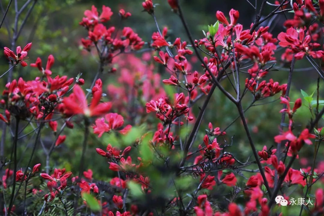 杜鹃花霸屏！永康这个地方的杜鹃花浓郁绽放