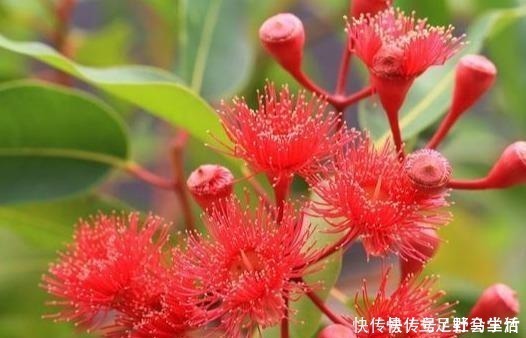 这 三种花 不怕冷 遇水易疯长 寓意好 从三月开到十一月 粉紫色 这 三种花 不怕冷 遇水易疯长 寓意好 从三月开到十一月 粉紫色