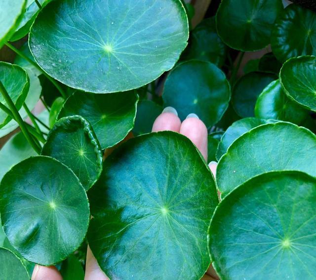 铜钱草叶子小,4个简单“小技巧”,一个月疯长爆盆,叶大又圆!