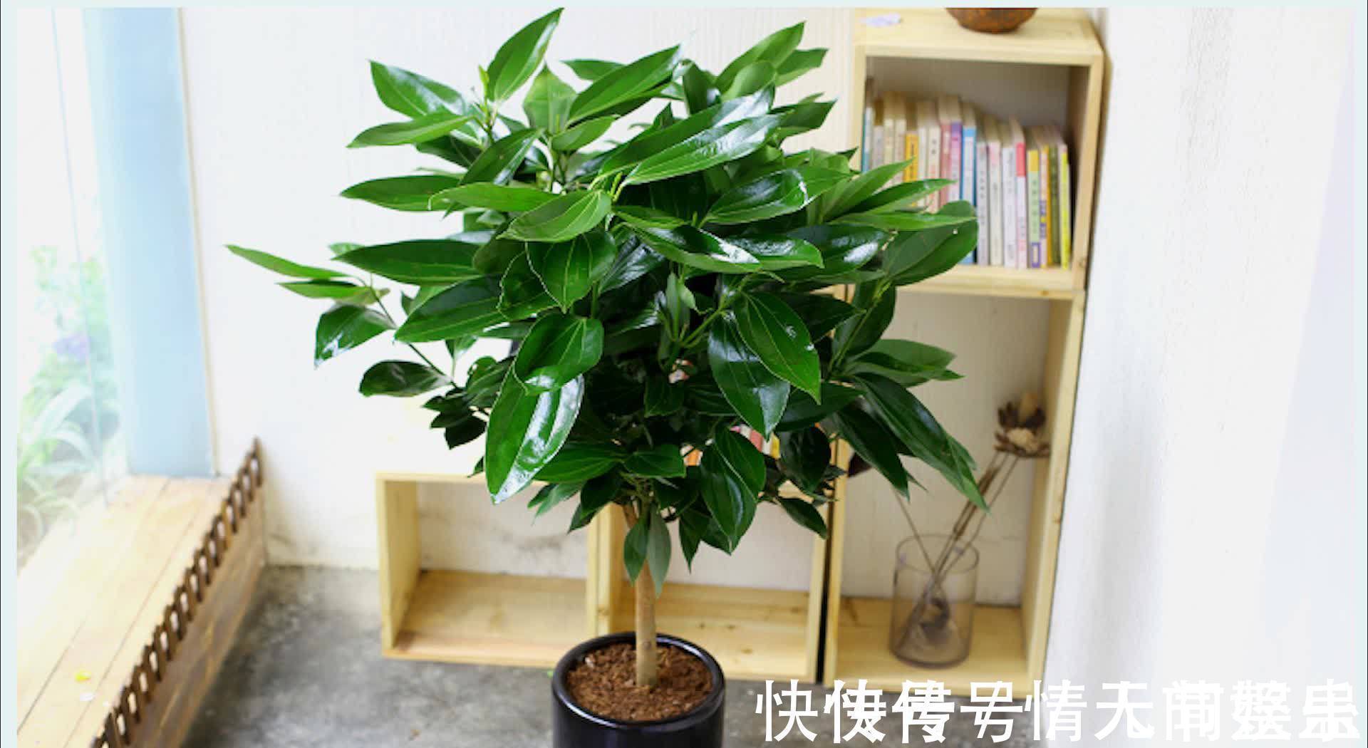 吉祥|12种花,建议养一盆,不仅吸收废气,还有“旺财添福”的美好寓意