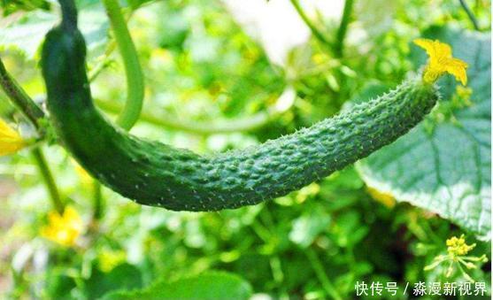  水分|买黄瓜时，挑直的还是弯的，学会这3招，黄瓜新鲜，水分多