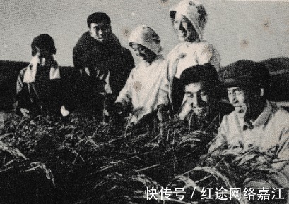 花尾榛鸡|老照片70年代的长白山下 美丽而富饶