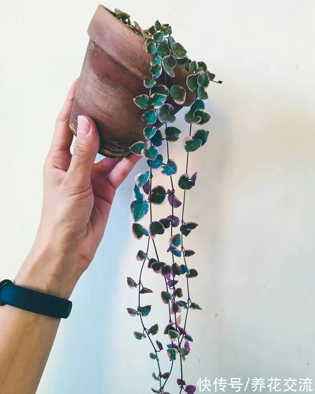 8种小众的垂盆花卉,小巧且可爱,朝东的窗台上可悬挂几盆