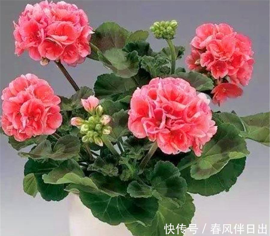 降温|天竺葵怕热度夏难?现在做好5件事,不黑腐根系壮,下波开爆盆