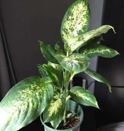 盆栽|5种有毒的花卉盆栽，如果家中养了，赶快处理，不要掉以轻心