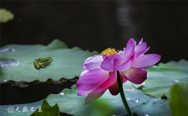 老年|青白江的夏雨荷——夏至错失日环食，怡湖园中观芙蕖